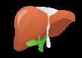 liver, anatomy, body part