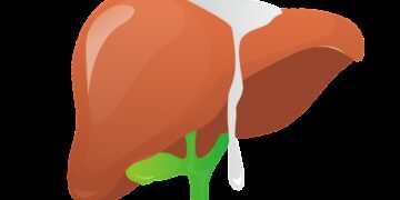 liver, anatomy, body part