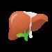 liver, anatomy, body part