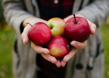 person holding four red apples