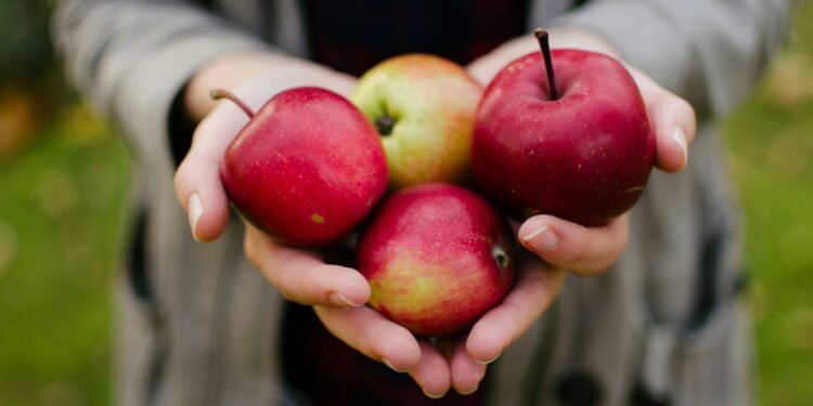 person holding four red apples